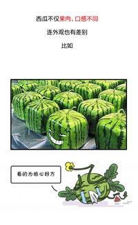 史河路吃瓜 第2张 史河路吃瓜 第2张